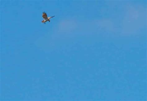 Aigles de l’Algarve